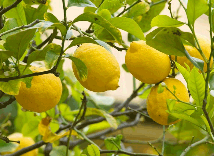 лимон полезные свойства для организма