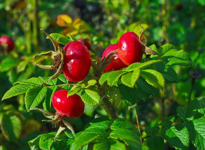 ягоды шиповника полезные свойства
