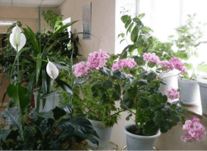 комнатные растения приметы