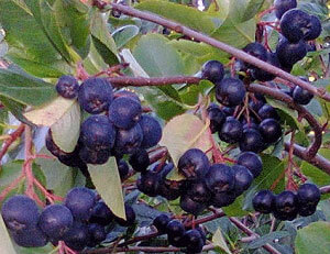 ягоды черноплодной рябины для рецептов вина