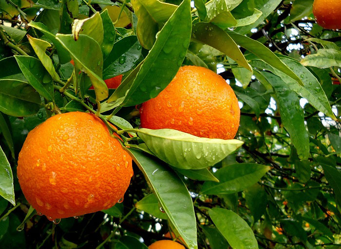 полезные свойства апельсина
