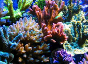 коралл лечебные свойства
