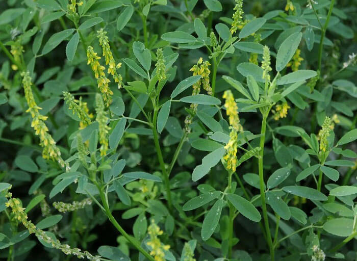 Донник лекарственный лечебные свойства