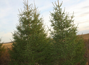 полезные свойства ели