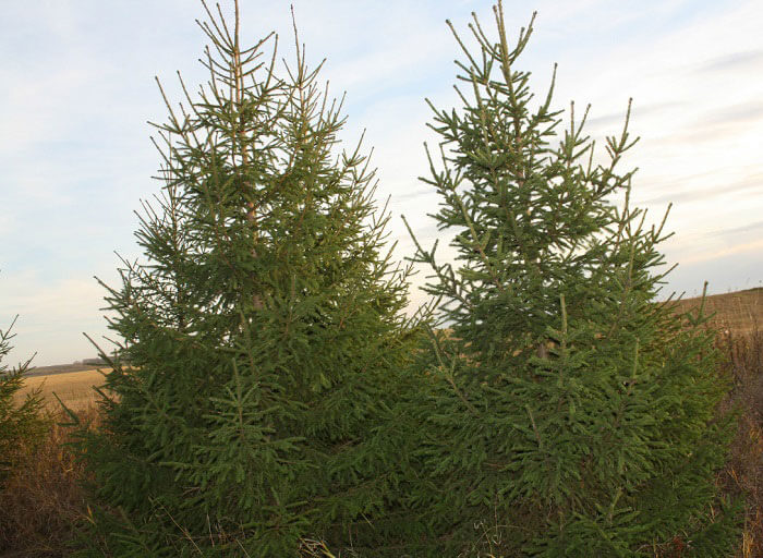 полезные свойства ели